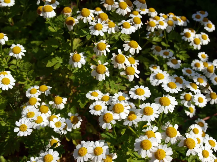洋甘菊, 甘菊, 野花, 草, 花, 花, 夏天, 花瓣