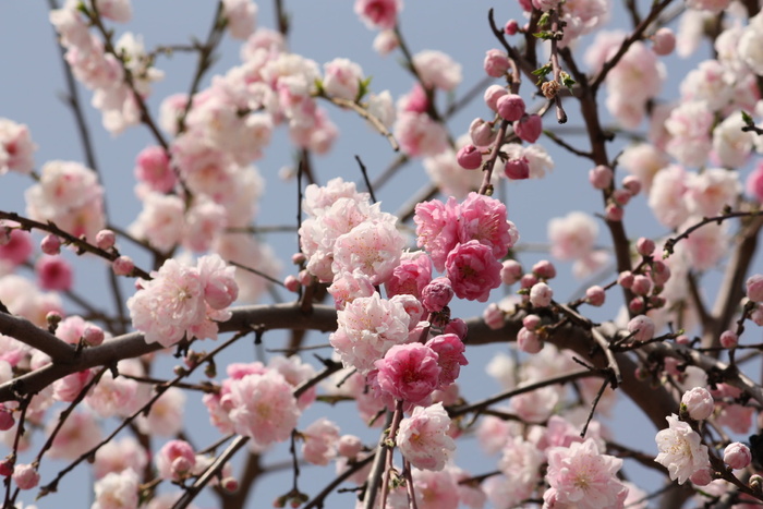 樱花，春天，日本，可爱，花朵，樱花，花朵，春天