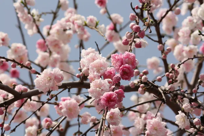 樱花，春天，日本，可爱，花朵，樱花，花朵，春天