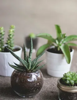各种绿色植物,叶子,绿色,植物,花盆,花盆,花瓶,盆栽 各种绿色植物,叶子,绿色,植物,花盆,花盆,花瓶,盆栽