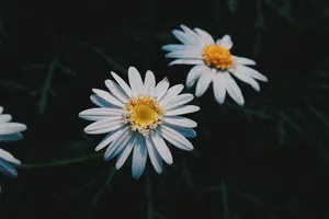 两朵白色雏菊花