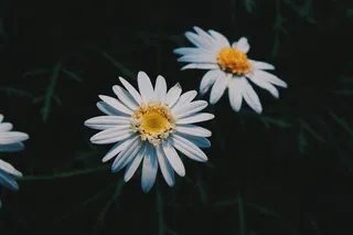 两朵白色雏菊花