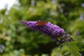 蝴蝶、孔雀、丁香、紫色、花朵、国民托管、一个动物、动物主题