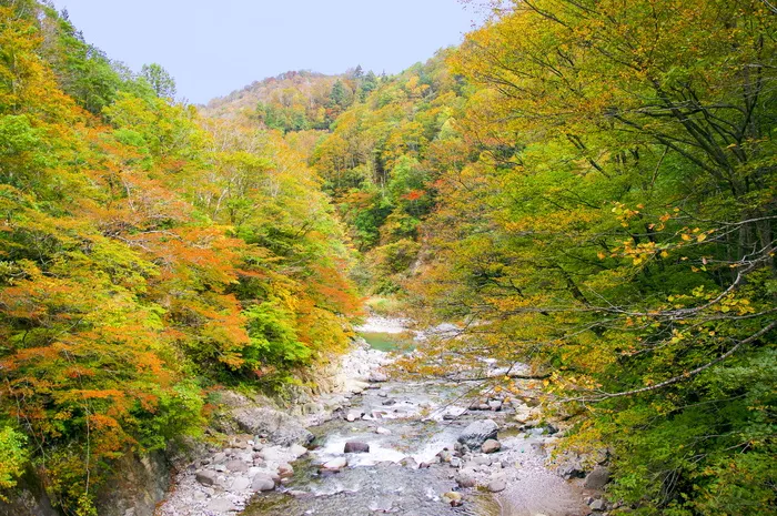 日本，秋叶，秋山镇，山谷，秋天，长野，新泻，自然