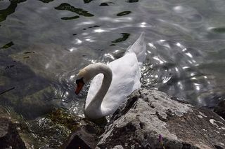 动物，鸟类，天鹅，公园，自然，法国上萨沃伊，水