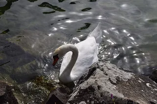 动物，鸟类，天鹅，公园，自然，法国上萨沃伊，水