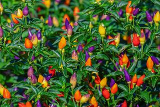 辣椒、豆荚、五颜六色、炽热、锋利、蔬菜、食品、辣椒作物