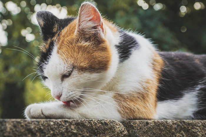 猫, 三色, 招财猫, 家猫, mieze, 动物, 宠物, 关闭