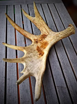 自然，驼鹿，鹿角，驼鹿鹿角，艾尔克肖费尔，角，哺乳动物，瑞典