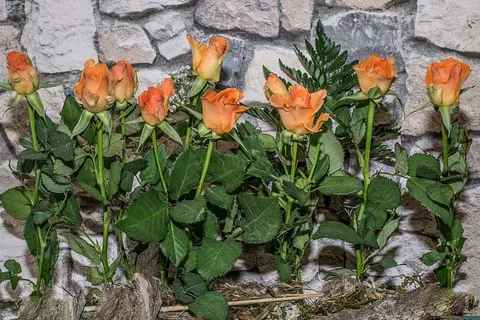 玫瑰,花朵,玫瑰红,石墙,植物,生长,植物部分,叶 玫瑰,花朵,玫瑰红,石墙,植物,生长,植物部分,叶