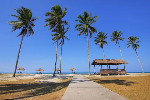 白天,椰子树在海边成行 白天,椰子树在海边成行