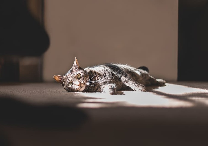 一只斑猫躺在地毯上的照片