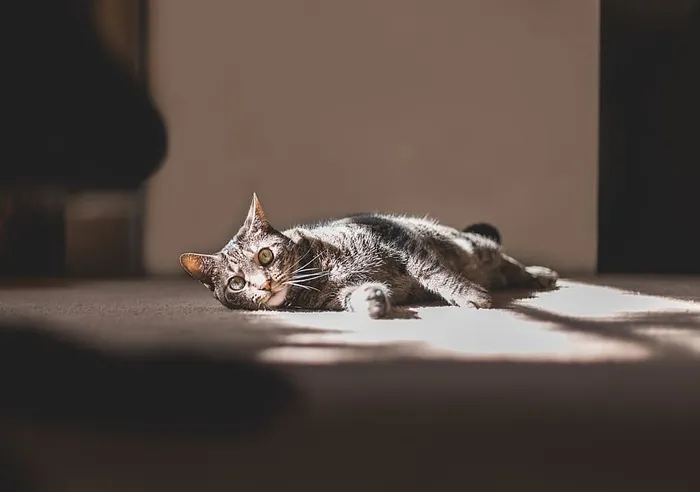 一只斑猫躺在地毯上的照片