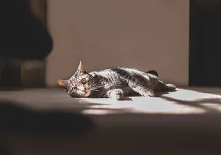 一只斑猫躺在地毯上的照片