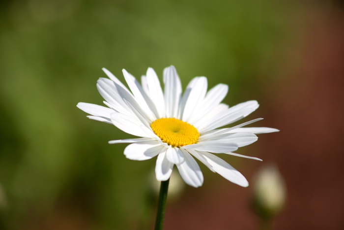 白雏菊