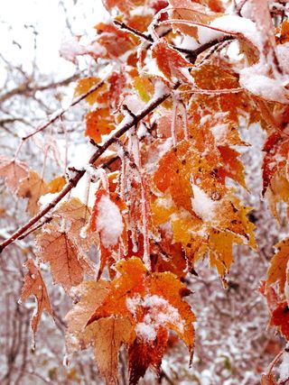冬天，风暴，捕获，秋天，十月，秋天，变化，叶子