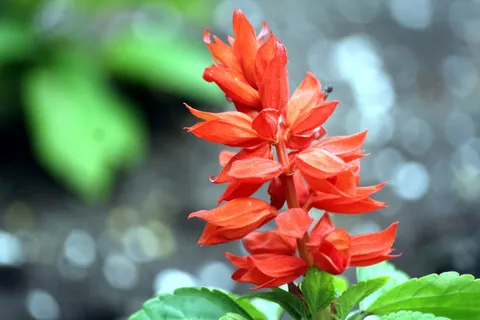 自然、树叶、植物、花园、花朵、春天、公园漫步、汉堡 自然、树叶、植物、花园、花朵、春天、公园漫步、汉堡
