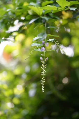 黑色，树枝植物部分，棕色，仅限儿童，白天，散焦，环保主义者，兴奋