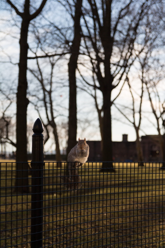 动物，美国，纽约市，巴特利公园，哺乳动物，松鼠，火炬，光