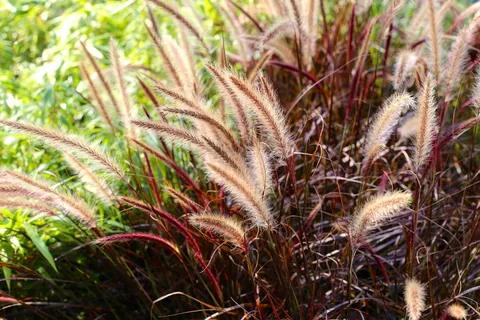 fjärderborstgräs、草、多年生植物、自然、植物、户外、生长、自然之美 fjärderborstgräs、草、多年生植物、自然、植物、户外、生长、自然之美
