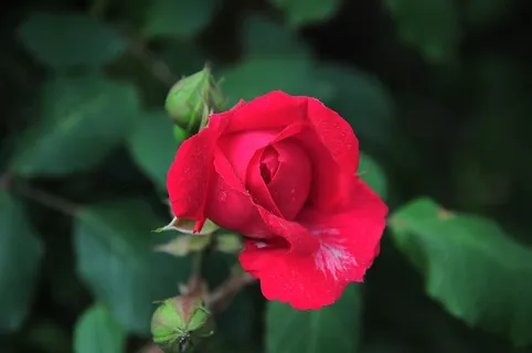 红玫瑰,红玫瑰图片,红,玫瑰,玫瑰官方,叶子是,玫瑰,玫瑰园 红玫瑰,红玫瑰图片,红,玫瑰,玫瑰官方,叶子是,玫瑰,玫瑰园