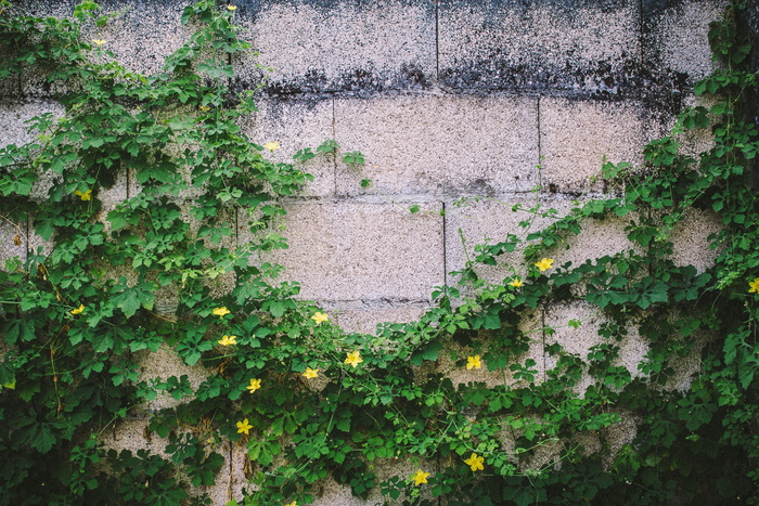 自然, 植物, 葡萄藤, 叶子, 花, 墙, 植物, 增长