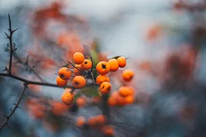 圆黄色荧光粉