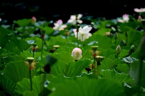 莲花、池塘、花朵、花朵、自然、佛教、粉色、花瓣 莲花、池塘、花朵、花朵、自然、佛教、粉色、花瓣