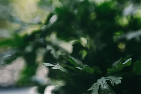 欧芹、黄瓜、青豆和其他绿色植物 欧芹、黄瓜、青豆和其他绿色植物