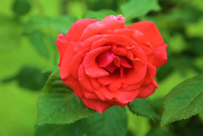 玫瑰，自然，花朵，浪漫，植物，爱情，浪漫，盛开