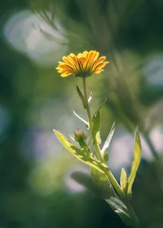 选择性,聚焦摄影,黄色,花,开花,万寿菊,开花,自然 选择性,聚焦摄影,黄色,花,开花,万寿菊,开花,自然