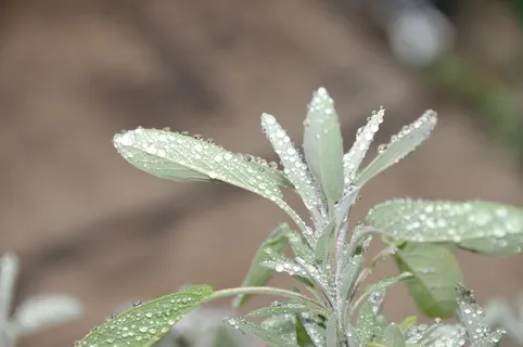 鼠尾草,花园鼠尾草,植物,绿色,草药,厨房草药,滴水,自然 鼠尾草,花园鼠尾草,植物,绿色,草药,厨房草药,滴水,自然