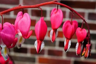 《流血的心》，lamprocapnos spectabilis，双色调心花，herzerlstock，花朵，花朵，花朵，花朵，钟形