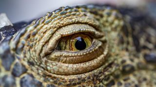 鳄鱼眼的选择性聚焦照片