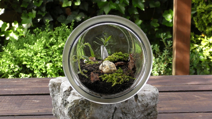 terrarium，生物圈，栖息地，植物，生长，关注前景，白天，自然