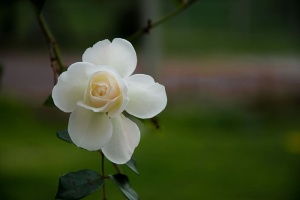 白色，花朵照片，白天，白色花朵，照片，粉色，花朵，白玫瑰