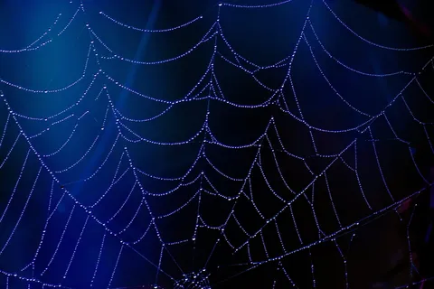 无标题，蜘蛛网，蓝色，露水，水滴，万圣节，恐怖