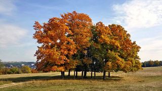 田野，景观，自然，草地，树木，绿色，乡村，草地