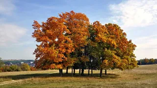 田野，景观，自然，草地，树木，绿色，乡村，草地