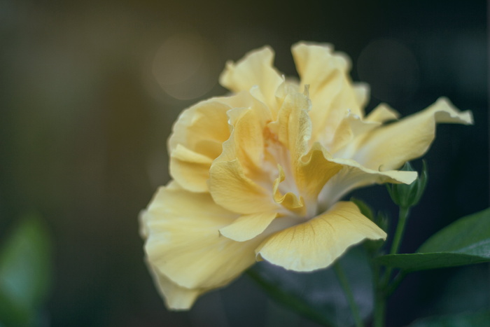 选择性，聚焦摄影，黄色，芙蓉花，花朵，白色，花朵，绿色