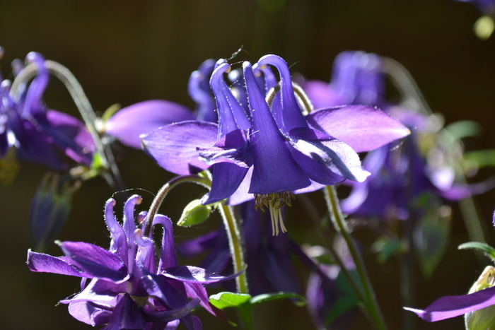 木犀草、水芹、花、紫色、紫罗兰、植物区系、开花植物、植物