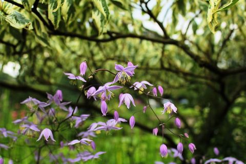 菱形,粉红色,多花,雄蕊,花园,花,叶,植物 菱形,粉红色,多花,雄蕊,花园,花,叶,植物