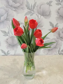 郁金香，花，花，春天，红色，花蕾，春天的花，美丽