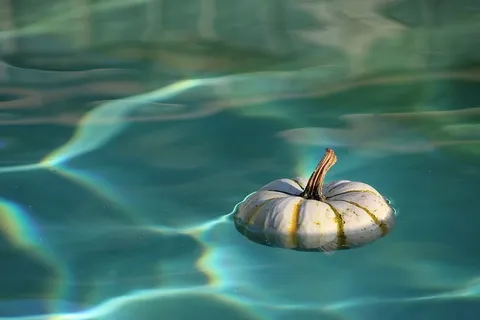 南瓜,漂浮,身体,水,南瓜,湿的,蓝色,白色 南瓜,漂浮,身体,水,南瓜,湿的,蓝色,白色