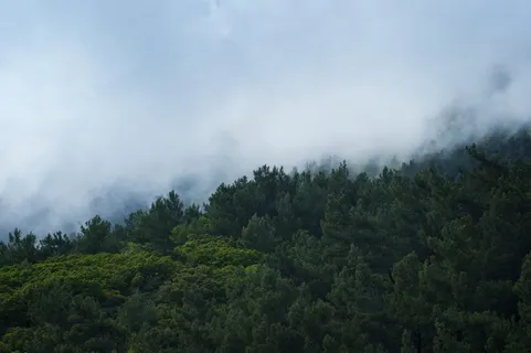 雾笼罩的树木景观 雾笼罩的树木景观