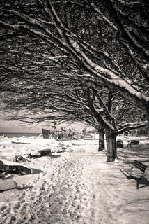 加拿大，西温哥华，足迹，温哥华，引导线，太平洋西北，黑白，雪