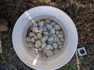 蛤蜊、水桶、海洋、自然、陆地、高角度视野、白天、田野