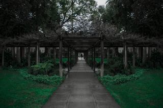 美国，圣克拉拉，圣克拉拉大学，植物，树，前进的道路，方向，建筑