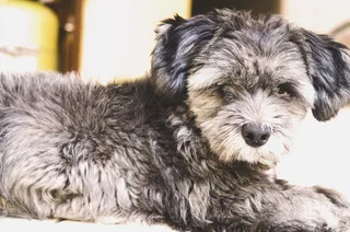 宠物，哺乳动物，动物，狗，狗，梗，小狗，贵宾犬