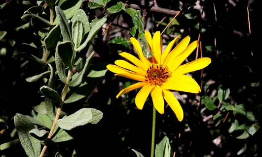 鼠尾草,花园,花,黄,花,开花植物,植物,脆弱 鼠尾草,花园,花,黄,花,开花植物,植物,脆弱
